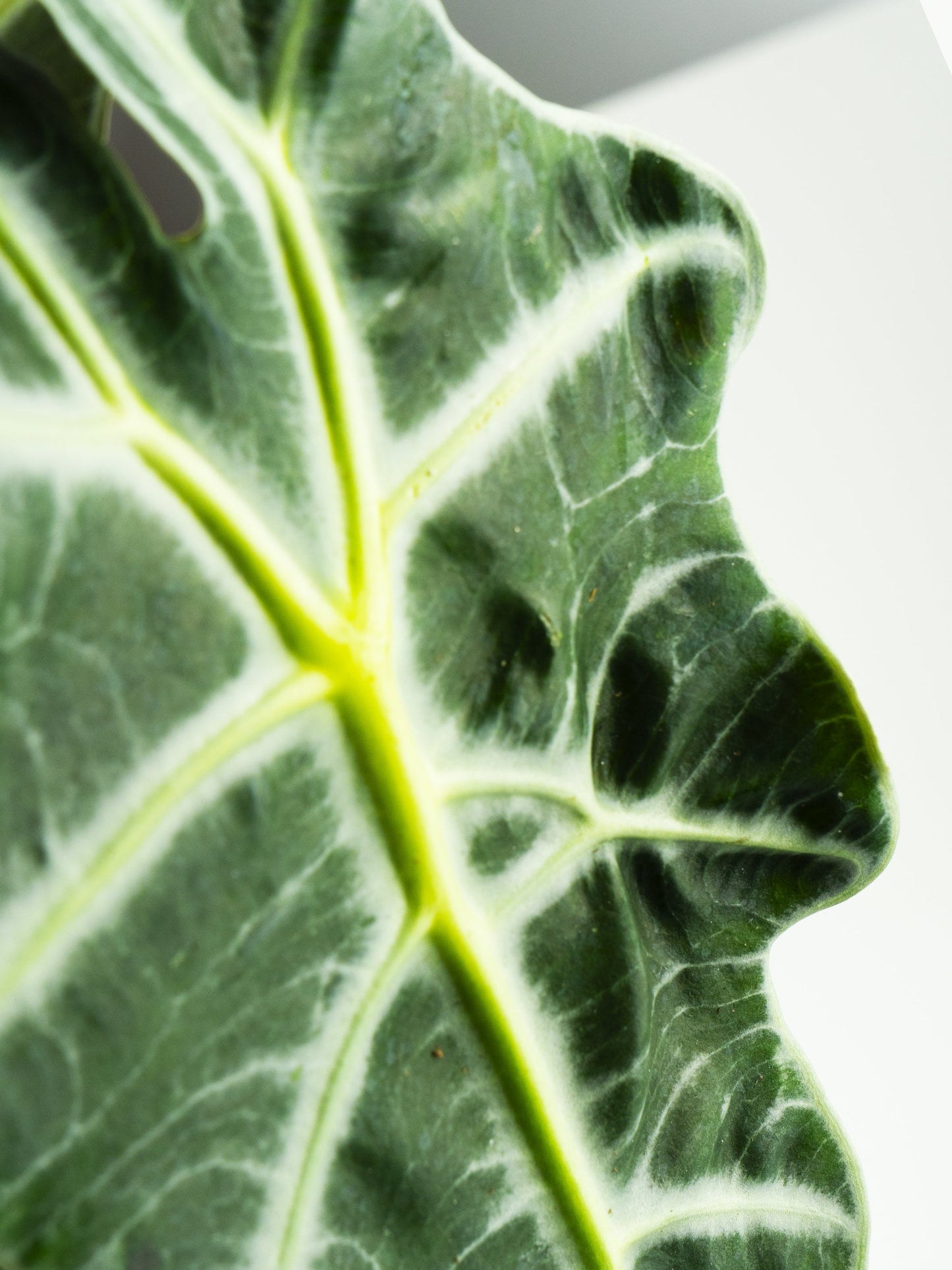 Alocasia Polly or Mini Elephant Ear