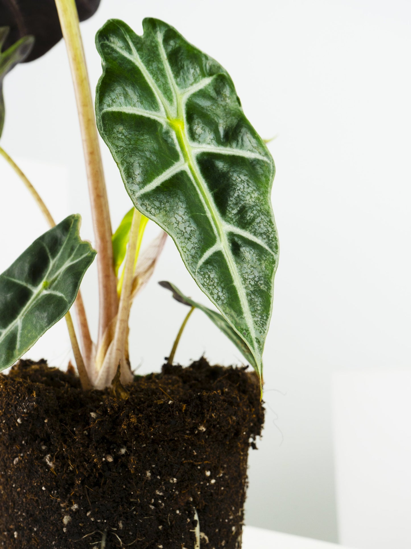 Alocasia Polly or Mini Elephant Ear