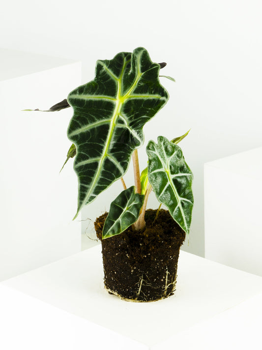 Alocasia Polly or Mini Elephant Ear