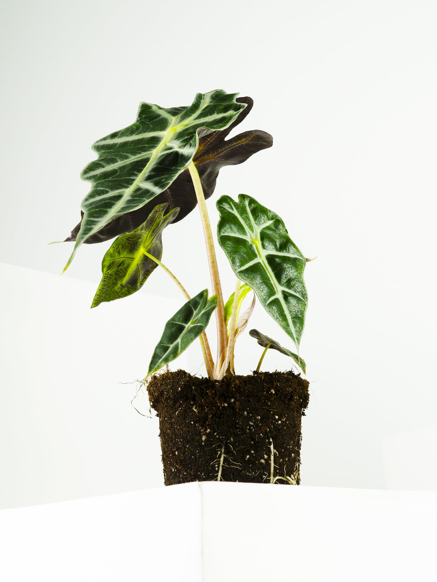 Alocasia Polly or Mini Elephant Ear